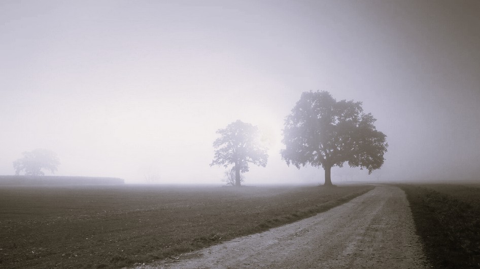 Foggy Field