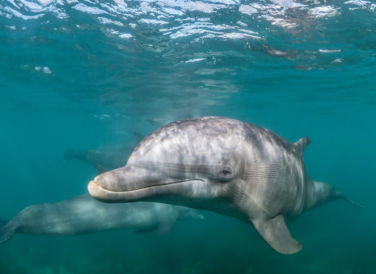 Screenshot 2025 09 12 at 18 39 57 Beautiful shot of a common bottlenose dolphin living his best life under the sea Free Photo