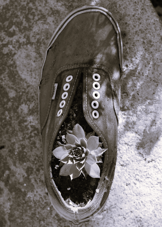 My Dear Old Shoes
