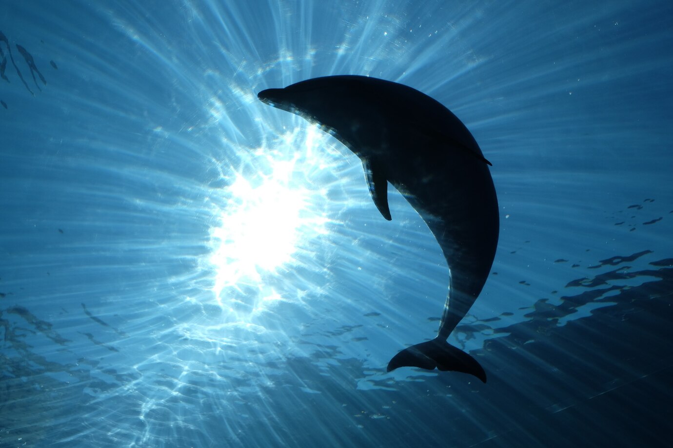 beautiful shot dolphin silhouette water 181624 17560